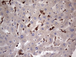 LGALS3 Monoclonal Antibody (OTI7G9), TrueMAB , OriGene 30 &mu;L | Buy Online | Origene Technologies | Fisher Scientific