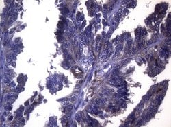LGALS3 Monoclonal Antibody (OTI8E3), TrueMAB , OriGene 100 &mu;L; Unconjugated:Antibodies,