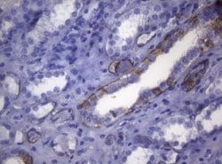 LGALS3 Monoclonal Antibody (OTI8E3), TrueMAB , OriGene 100 &mu;L; Unconjugated:Antibodies,