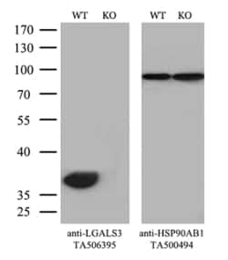 LGALS3 Monoclonal Antibody (OTI1A10), TrueMAB , OriGene 30 &mu;L; Unconjugated:Antibodies,