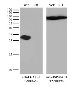 LGALS3 Monoclonal Antibody (OTI9C7), TrueMAB , OriGene 30 &mu;L; Unconjugated:Antibodies,