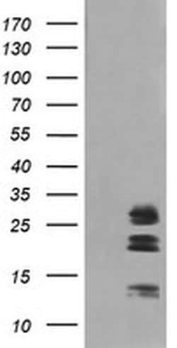 LGALS3 Monoclonal Antibody (OTI1A10), TrueMAB , OriGene 30 &mu;L; Unconjugated:Antibodies,