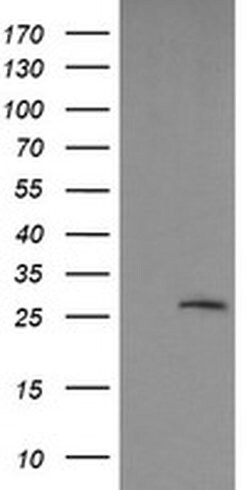 LGALS3 Monoclonal Antibody (OTI1A2), TrueMAB , OriGene 100 &mu;L; Unconjugated:Antibodies,