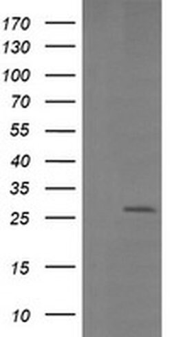 LGALS3 Monoclonal Antibody (OTI1G8), TrueMAB , OriGene 100 &mu;L; Unconjugated:Antibodies,