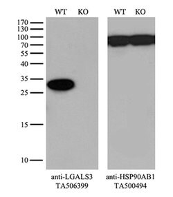 LGALS3 Monoclonal Antibody (OTI1G8), TrueMAB , OriGene 100 &mu;L; Unconjugated:Antibodies,