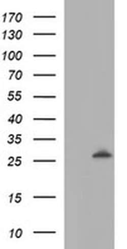 LGALS3 Monoclonal Antibody (OTI1A1), TrueMAB , OriGene 100 &mu;L; Unconjugated:Antibodies,