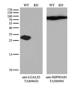 LGALS3 Monoclonal Antibody (OTI9C7), TrueMAB , OriGene 100 &mu;L; Unconjugated:Antibodies,
