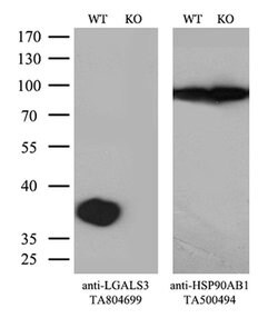 LGALS3 Monoclonal Antibody (OTI8E3), TrueMAB , OriGene 100 &mu;L; Unconjugated:Antibodies,