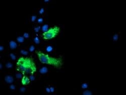 LGALS3BP Mouse anti-Human, Clone: OTI3G8, liquid, TrueMAB 100 &mu;L; Unconjugated:Antibodies,