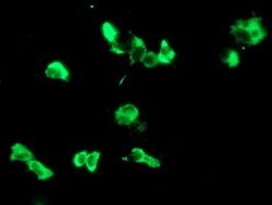 LGALS3BP Mouse anti-Human, Clone: OTI1C2, lyophilized, TrueMAB 100 &mu;g;