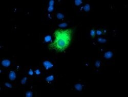 LGALS3BP Monoclonal Antibody (OTI3D6), TrueMAB , OriGene 30 &mu;L; Unconjugated:Antibodies,