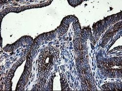 LGALS3BP Mouse anti-Human, Clone: OTI3G8, liquid, TrueMAB 100 &mu;L; Unconjugated:Antibodies,