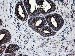 LGALS3BP Mouse anti-Human, Clone: OTI3G8, liquid, TrueMAB 100 &mu;L; Unconjugated:Antibodies,
