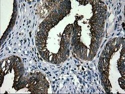 LGALS3BP Monoclonal Antibody (OTI5E3), TrueMAB , OriGene 100 &mu;L; Unconjugated:Antibodies,