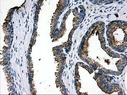 LGALS3BP Monoclonal Antibody (OTI3D6), TrueMAB , OriGene 30 &mu;L; Unconjugated:Antibodies,