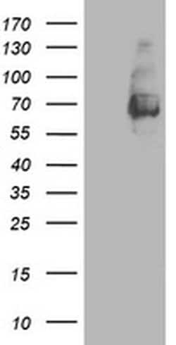LGALS3BP Mouse anti-Human, Clone: OTI3G8, liquid, TrueMAB 100 &mu;L; Unconjugated:Antibodies,