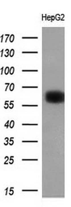 LGALS3BP Mouse anti-Human, Clone: OTI3G8, liquid, TrueMAB 100 &mu;L; Unconjugated:Antibodies,