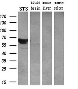 LGALS3BP Mouse anti-Human, Clone: OTI3G8, liquid, TrueMAB 100 &mu;L; Unconjugated:Antibodies,
