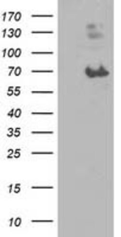 LGALS3BP Mouse anti-Human, Clone: OTI1C2, lyophilized, TrueMAB 100 &mu;g;