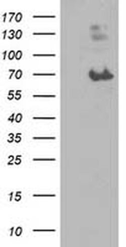 LGALS3BP Monoclonal Antibody (OTI1C2), TrueMAB , OriGene 100 &mu;L; Unconjugated:Antibodies,