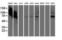 LGALS3BP Monoclonal Antibody (OTI5E3), TrueMAB , OriGene 100 &mu;L; Unconjugated:Antibodies,