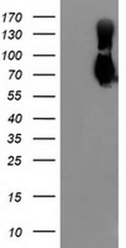 LGALS3BP Monoclonal Antibody (OTI2B1), TrueMAB , OriGene 30 &mu;L; Unconjugated:Antibodies,