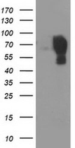LGALS3BP Monoclonal Antibody (OTI3D6), TrueMAB , OriGene 30 &mu;L; Unconjugated:Antibodies,