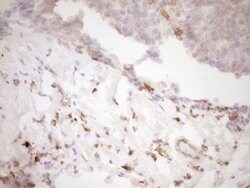 LGALS9 Mouse anti-Human, Clone: OTI19F7, lyophilized, TrueMAB 100 &mu;g;
