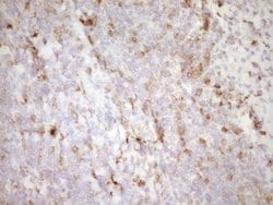 LGALS9 Mouse anti-Human, Clone: OTI19F7, lyophilized, TrueMAB 100 &mu;g;