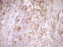 LGALS9 Mouse anti-Human, Clone: OTI19F7, lyophilized, TrueMAB 100 &mu;g;