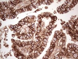 LGALS9 Mouse anti-Human, Clone: OTI19H8, TrueMAB , Origene 30 &mu;L; Unconjugated:Antibodies,