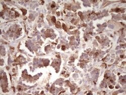 LGALS9 Mouse anti-Human, Clone: OTI2A4, lyophilized, TrueMAB 100 &mu;g;