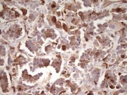 LGALS9 Mouse anti-Human, Clone: OTI2A4, liquid, TrueMAB 100 &mu;L; Unconjugated:Antibodies,