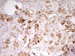 LGALS9 Mouse anti-Human, Clone: OTI2A4, liquid, TrueMAB 100 &mu;L; Unconjugated:Antibodies,