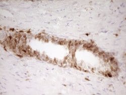 LGALS9 Mouse anti-Human, Clone: OTI2A4, liquid, TrueMAB 100 &mu;L; Unconjugated:Antibodies,