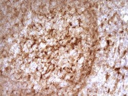 LGALS9 Mouse anti-Human, Clone: OTI2A4, liquid, TrueMAB 100 &mu;L; Unconjugated:Antibodies,