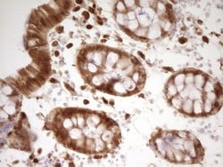 LGALS9 Mouse anti-Human, Clone: OTI2A4, liquid, TrueMAB 100 &mu;L; Unconjugated:Antibodies,