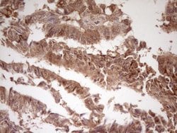 LGALS9 Mouse anti-Human, Clone: OTI2A4, liquid, TrueMAB 100 &mu;L; Unconjugated:Antibodies,