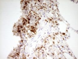 LGALS9 Mouse anti-Human, Clone: OTI2A4, liquid, TrueMAB 100 &mu;L; Unconjugated:Antibodies,