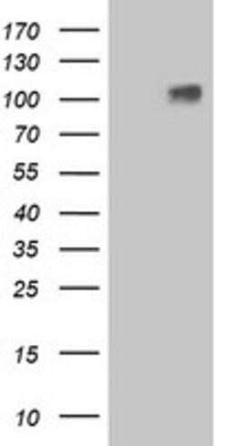 LGR4 Mouse anti-Human, Clone: OTI2D1, lyophilized, TrueMAB 100 &mu;g; Unconjugated:Antibodies,