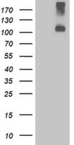 LGR4 Monoclonal Antibody (OTI5B8), TrueMAB , OriGene 100 &mu;L; Unconjugated:Antibodies,