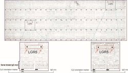 LGR5 Mouse anti-Human, Clone: UMAB211, lyophilized, UltraMAB 100 &mu;g;