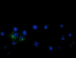 LGR5 Monoclonal Antibody (OTI1C8), TrueMAB , OriGene:Antibodies:Primary
