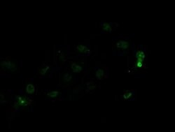 LGR5 Monoclonal Antibody (OTI11B5), TrueMAB , OriGene 30 &mu;L; Unconjugated:Antibodies,