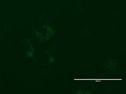 LGR5 Mouse anti-Human, Clone: UMAB211, lyophilized, UltraMAB 100 &mu;g;