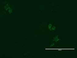 LGR5 Mouse anti-Human, Clone: UMAB211, lyophilized, UltraMAB 100 &mu;g;