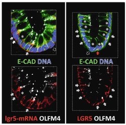LGR5 Mouse anti-Human, Mouse, PE, Clone: OTI2A2, liquid, TrueMAB 100 &mu;L;