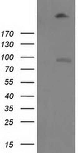 LGR5 Monoclonal Antibody (OTI1C8), TrueMAB , OriGene:Antibodies:Primary