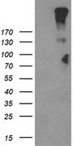 LGR5 Monoclonal Antibody (OTI11B5), TrueMAB , OriGene 30 &mu;L; Unconjugated:Antibodies,