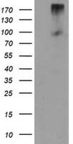 LGR5 Mouse anti-Human, Clone: OTI2H7, TrueMAB , Origene 30 &mu;L; Unconjugated:Antibodies,